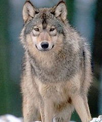 Рудольф Щербаков