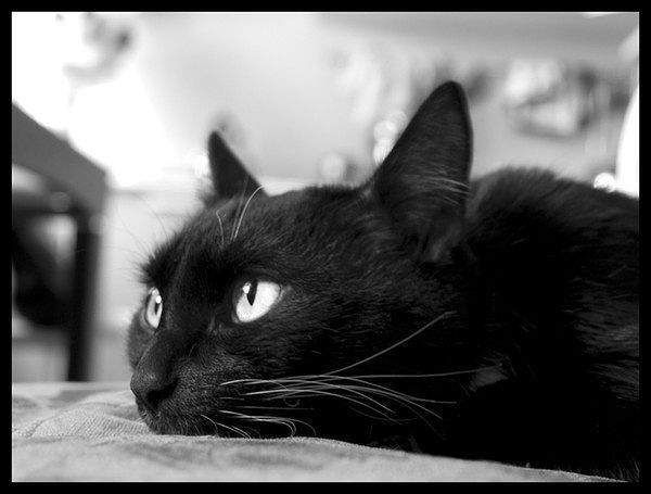 Татьяна Петрова