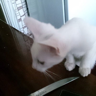 Васька Пупкин