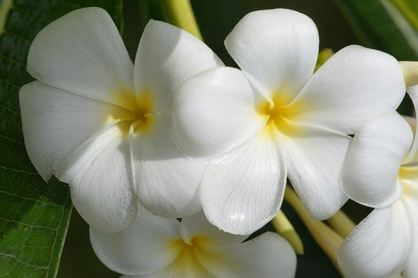 Оксана Крицына