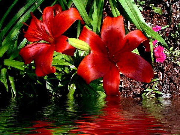 Айжана Абдуллаева