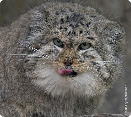 Евгений Лисовой