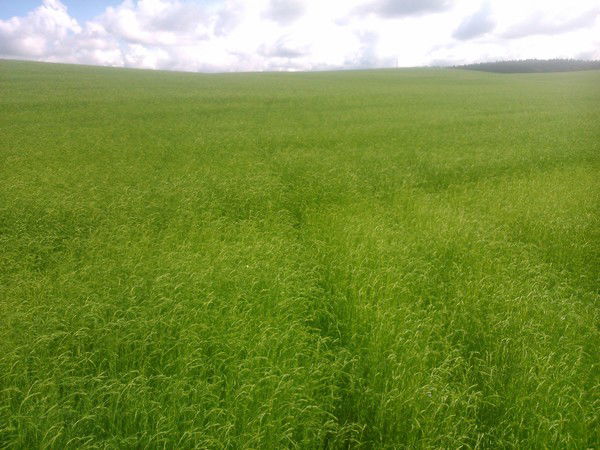 Руслан Мамчиц