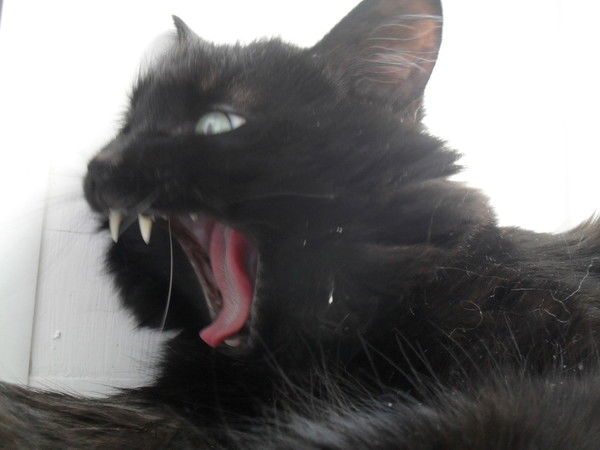 Евгений Подлужный