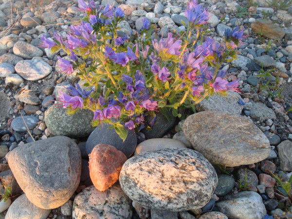 Наргис Андосова