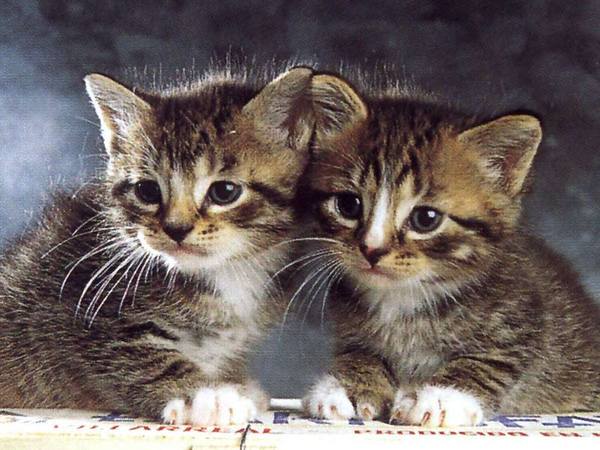 Марина Пышкина