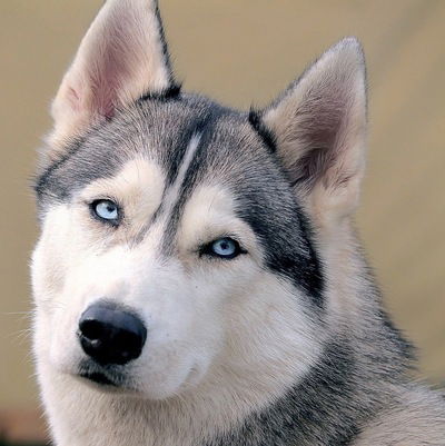 Арсений Ширинкин