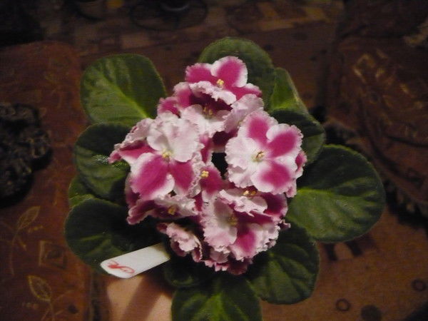 Любовь Титова