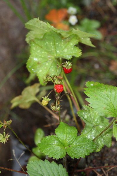 Анастасия Бахарева