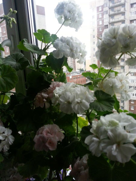 Тамара Чехова