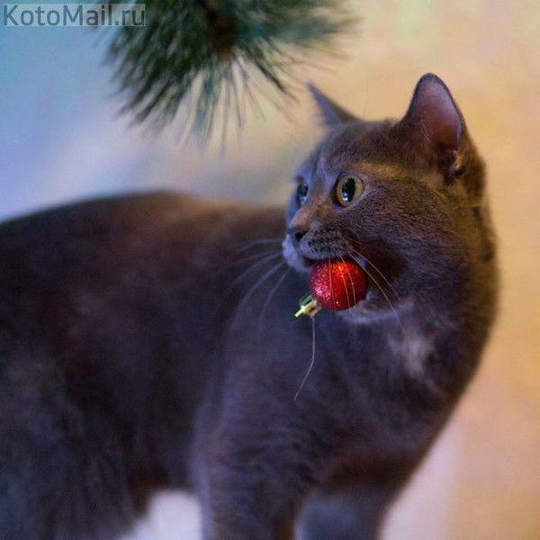 Юлия Макшанцева