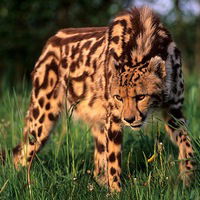 Александр Саляхов