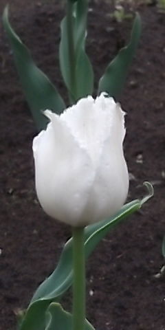 Ольга Дейнега