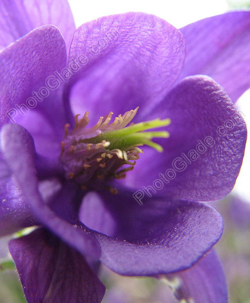 Ольга Жаркова