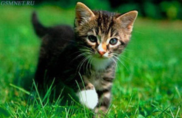 Расэна Ласнухина