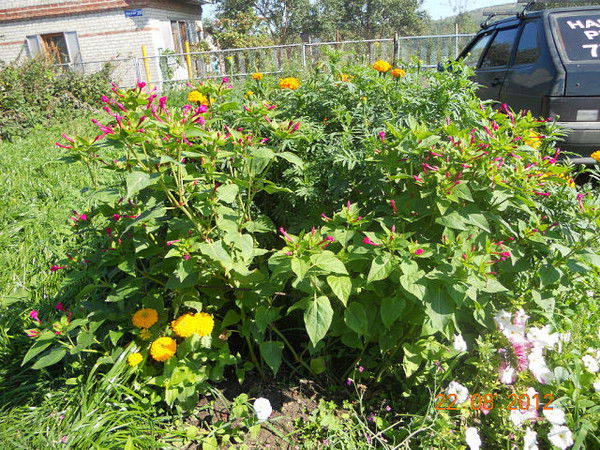 Елена Кваст