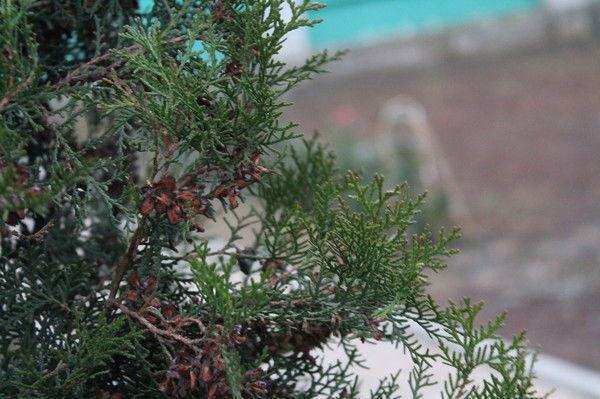 Анатолий Мамышев