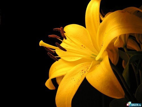 Валентина Фадина