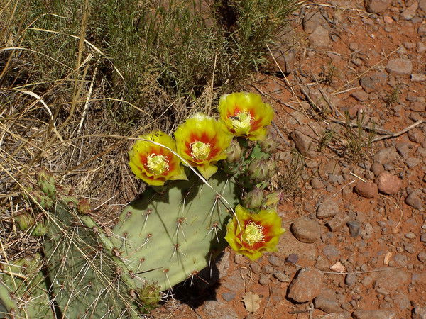Алексей Струнин