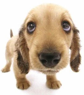 Михаил Ящук