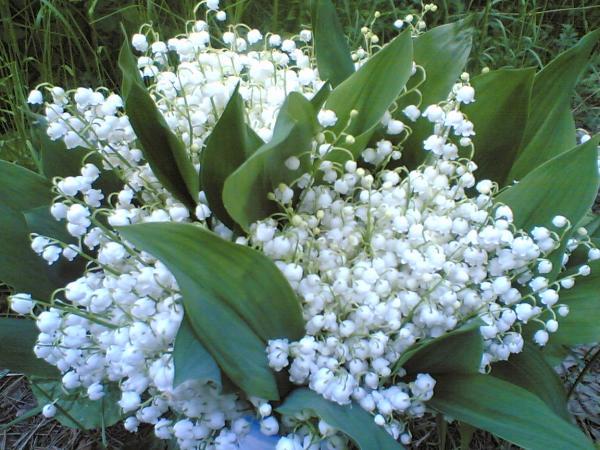 Светлана Свет