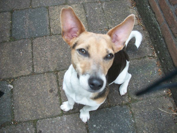 Janina Poniskaitiene