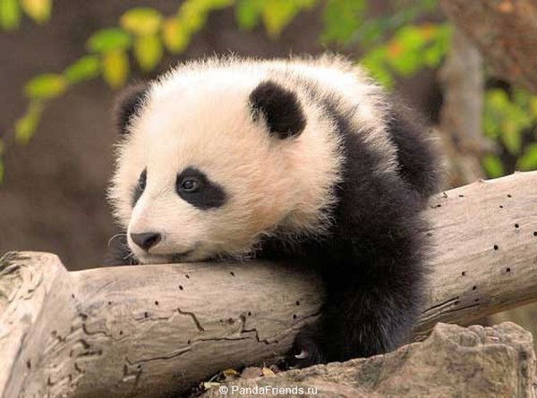 Елена Соболева