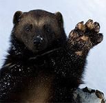 Евгений Яковенко