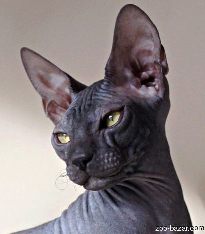 Евгения Дуняк