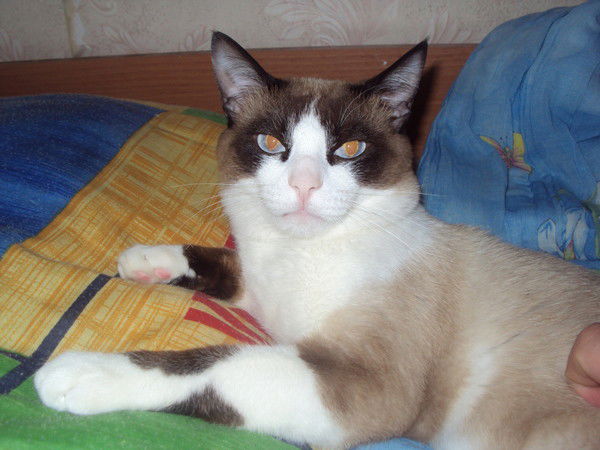 Морлок Моглик