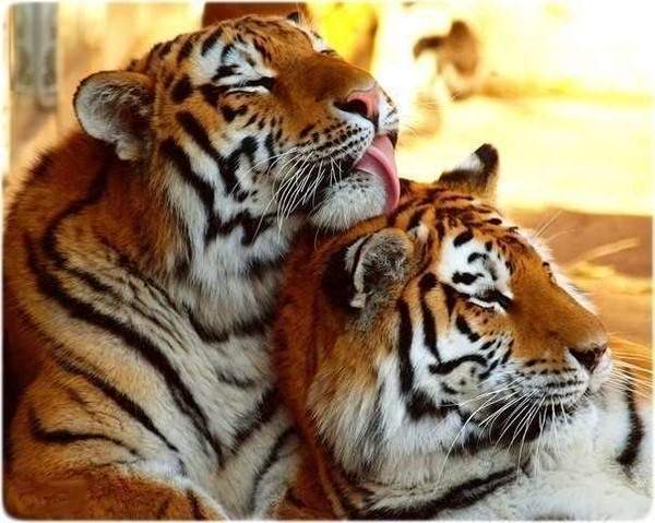 Ботагоз Сайлау