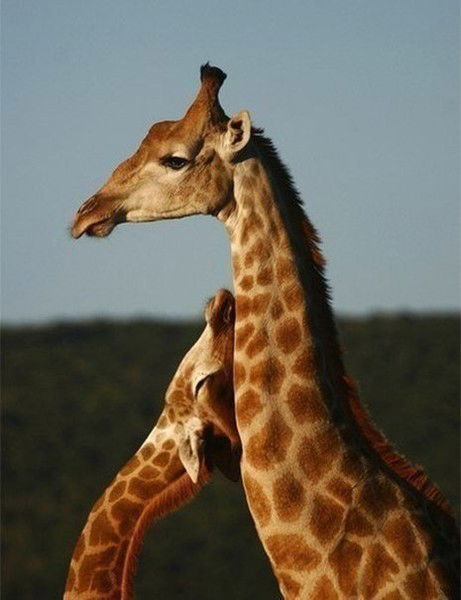 Алихан Алека