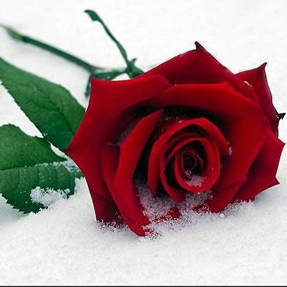 Наталія Рогаченко