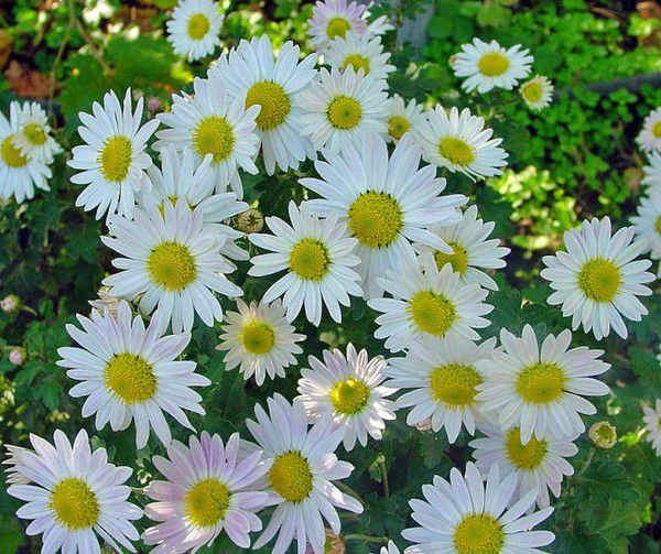 Валентина Ильина