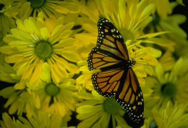 Елена Чувашова