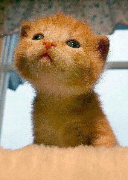 Наташа Платонова