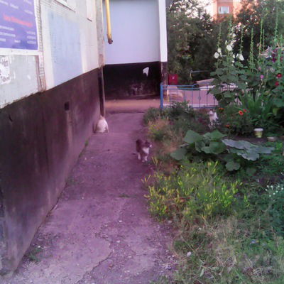 Елена Мизерская