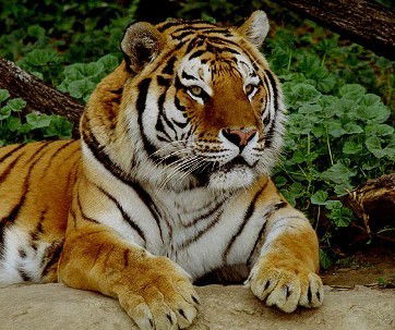 Olgaolga Далецкая