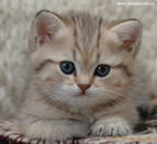 Натуся Головина