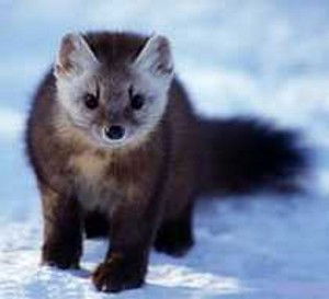 Алекс Соболь