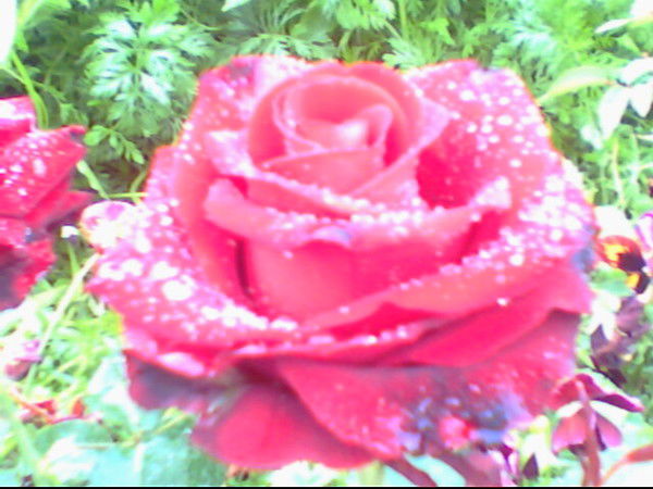 Лариса Усикова