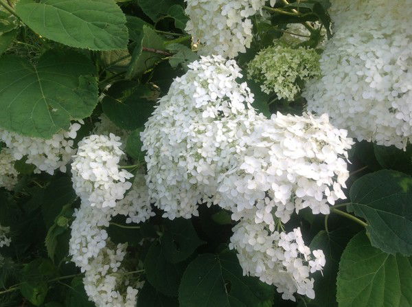 Ирина Мельникова