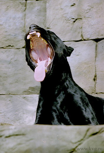 Татьяна Добриянова