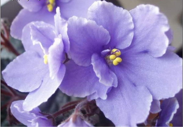 Асия Сайфулина