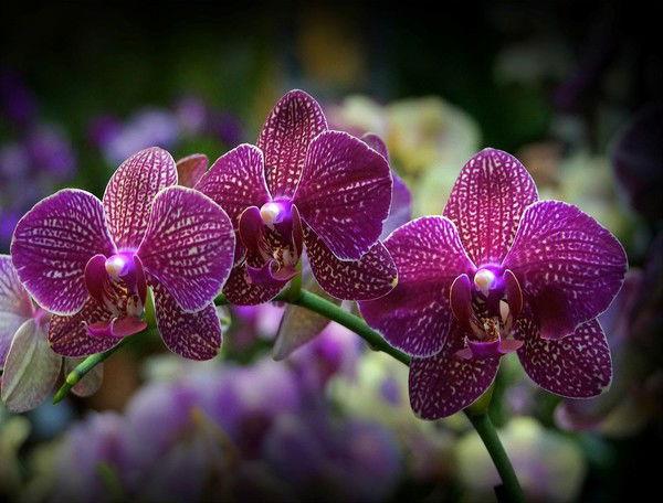 Зинаида Валеева