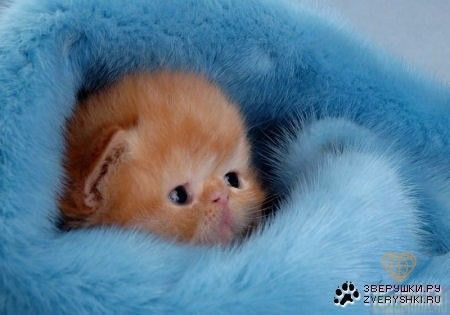 Елена Голос