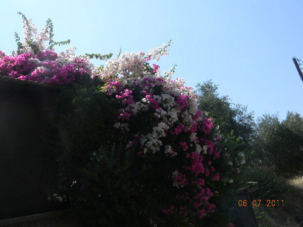 Мария Шиляева