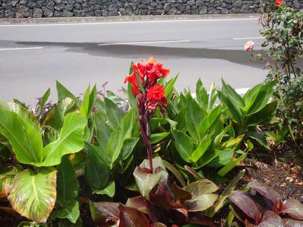 Галина Козелло