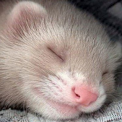 Сергей Купреев