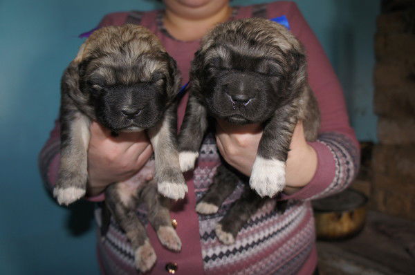 Юлия Каськова